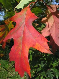 Dąb czerwony - jesienne liście